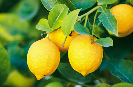 Citrus